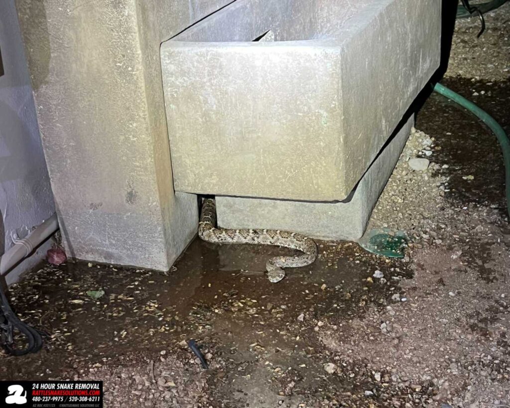 Sneaky Snake Almost Avoids Capture Sneaky Snake Almost Avoids Capture