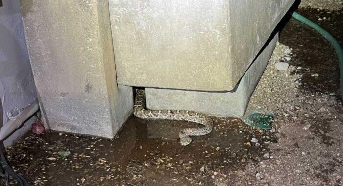 Sneaky Snake Almost Avoids Capture