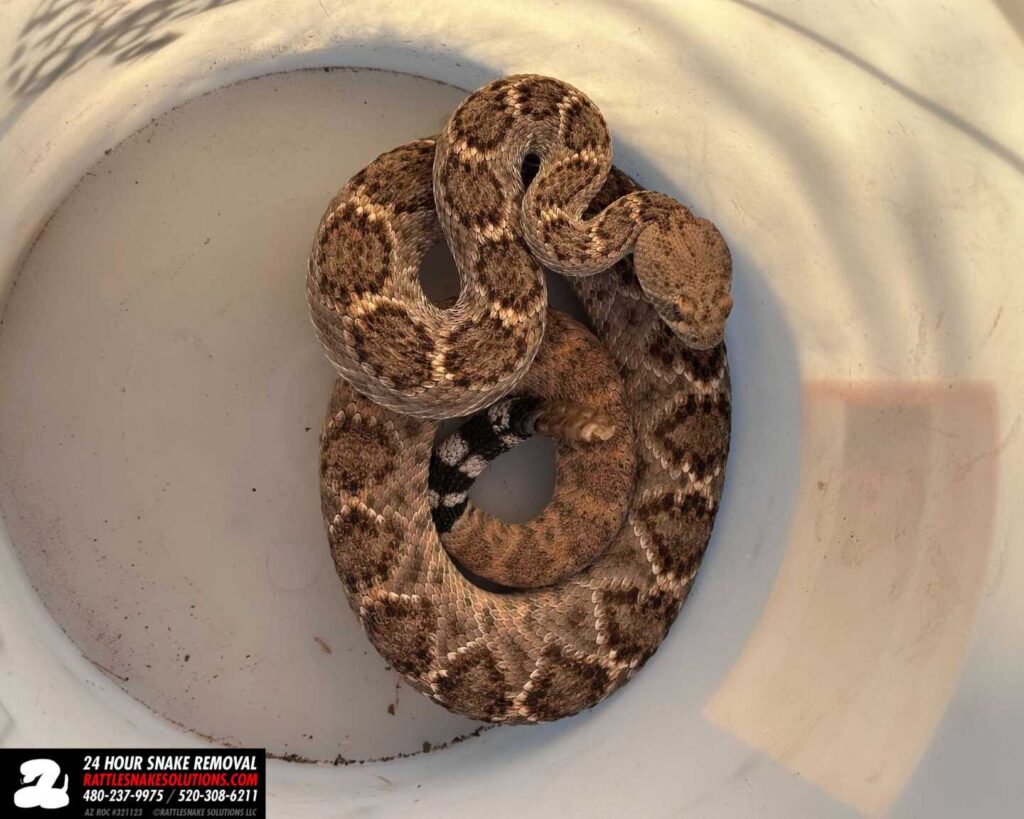 A Pretty Western Diamondback Rattlesnake From Casa Grande A Pretty Western Diamondback Rattlesnake From Casa Grande