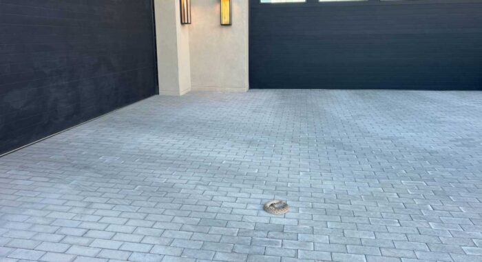 Rattlesnake In The Driveway