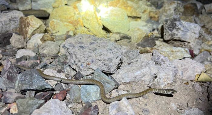 Baby Coachwhip Got Inside