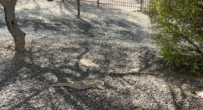 Sneaky Snake Escapes