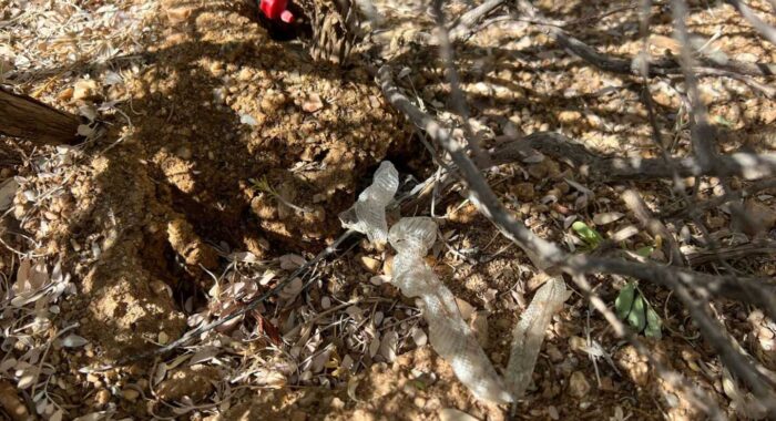 Shed Skin Leads To Baby Rattlesnake Find