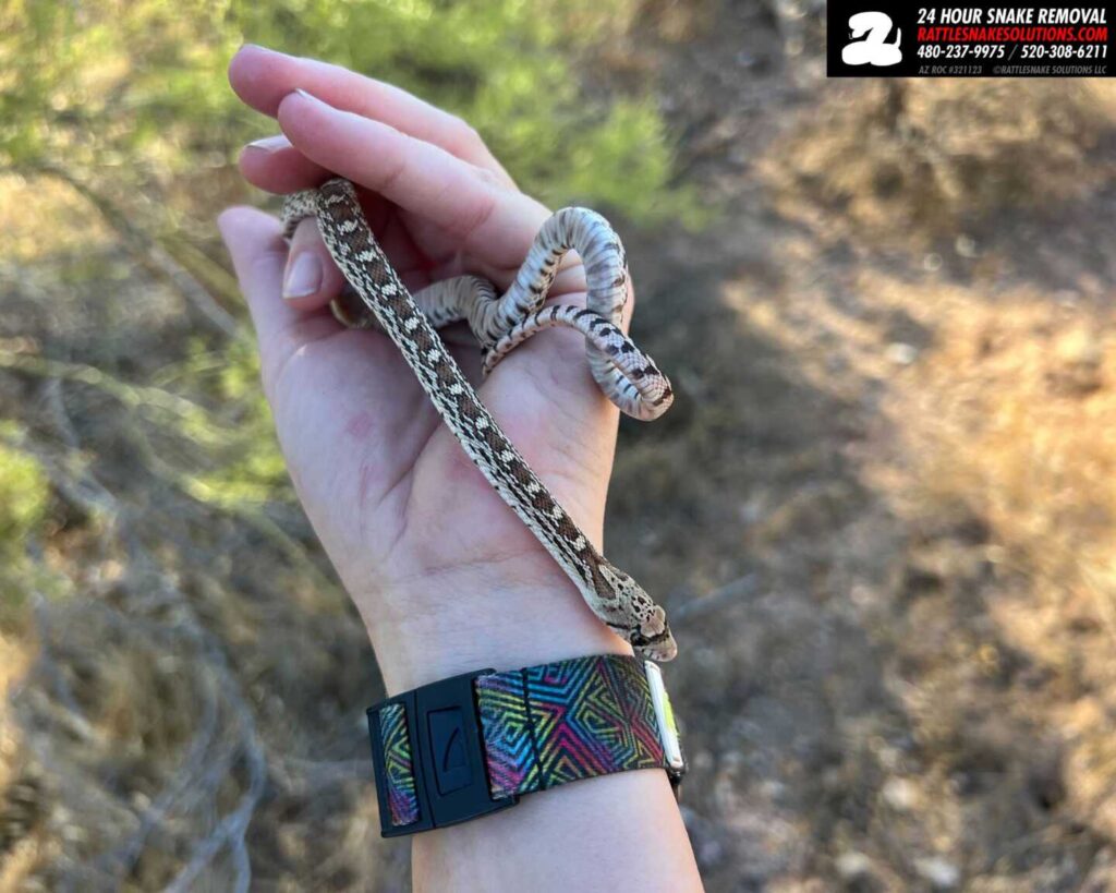 Baby Gophersnake Called In As A Rattlesnake