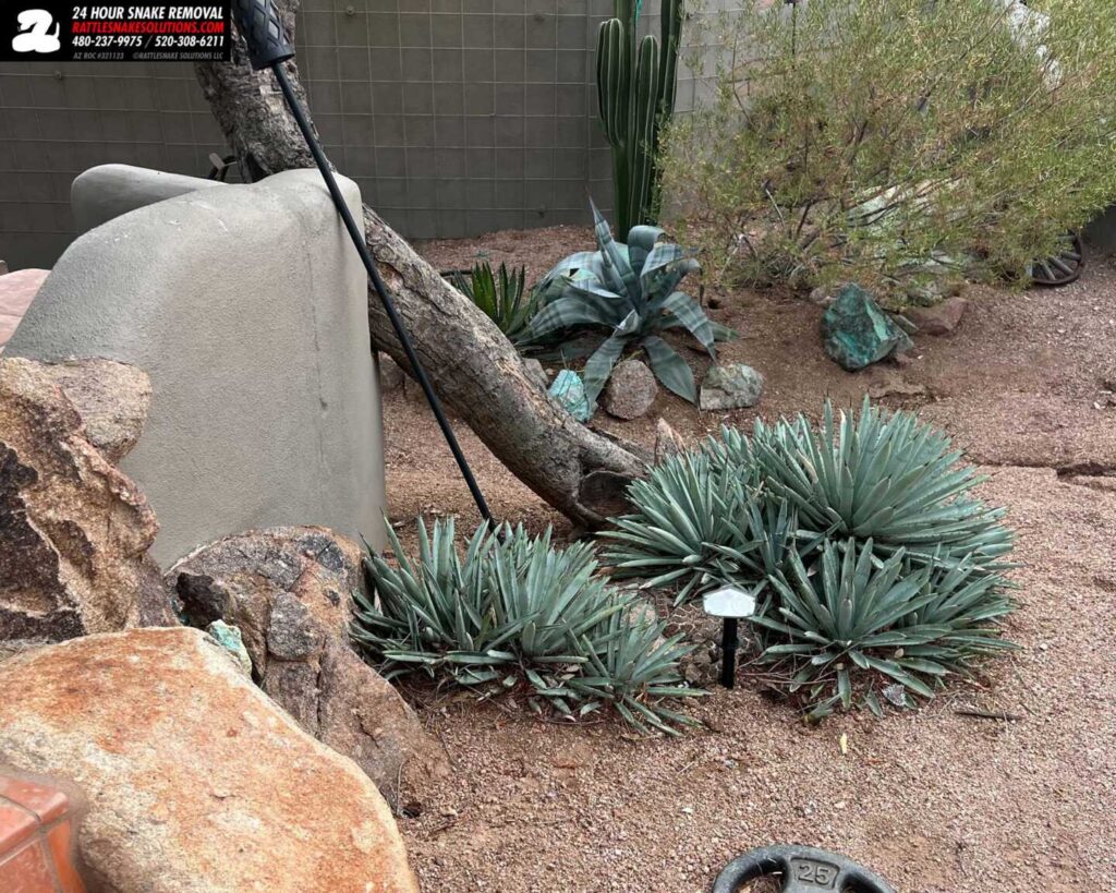 Pair Of Rattlesnakes Mating In Backyard Pair Of Rattlesnakes Mating In Backyard