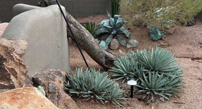Pair Of Rattlesnakes Mating In Backyard