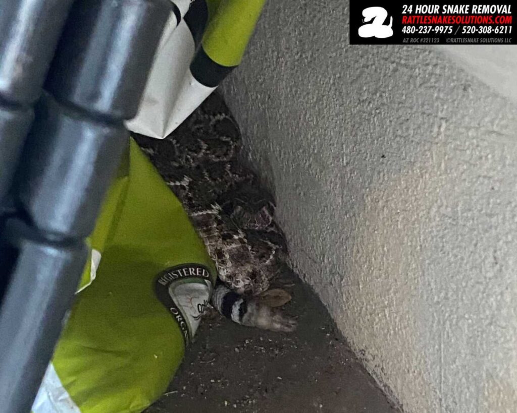 Snakes Found In Garages Are The Most Common Call Over Winter