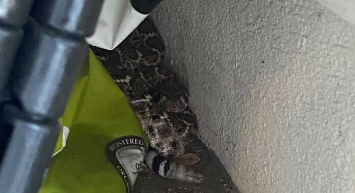 Snakes Found In Garages Are The Most Common Call Over Winter