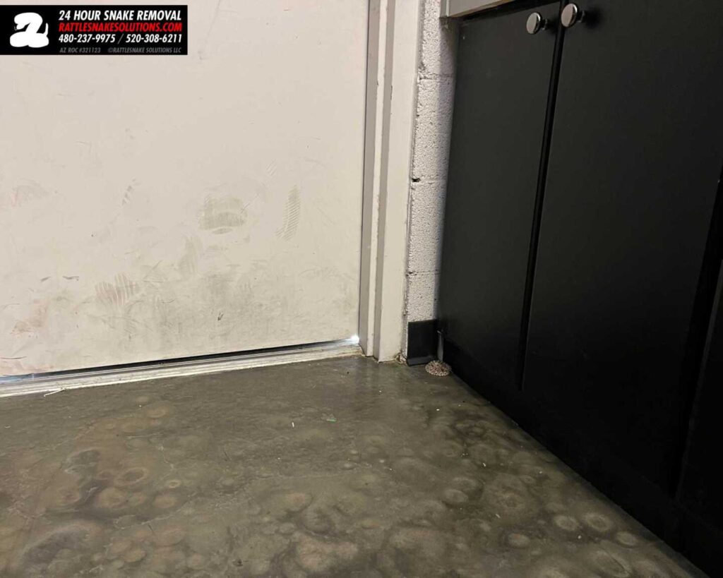 Garages Can Be Snake Caves Garages Can Be Snake Caves