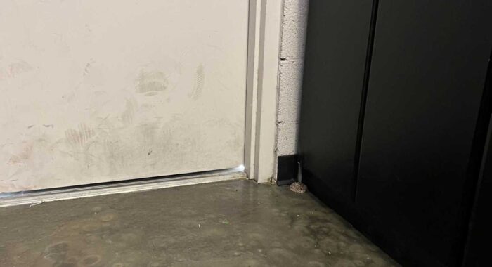 Garages Can Be Snake Caves