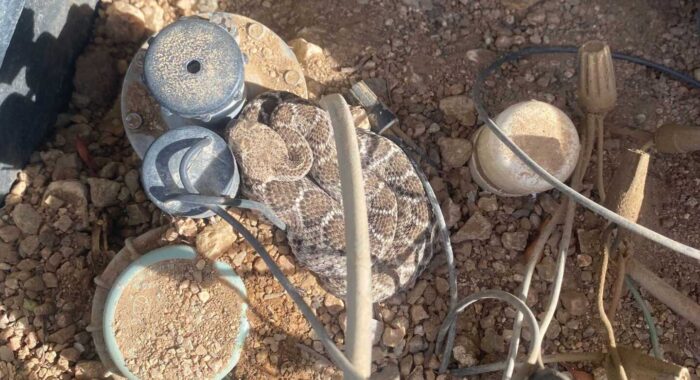 Young Rattlesnakes Hibernating In The Yard