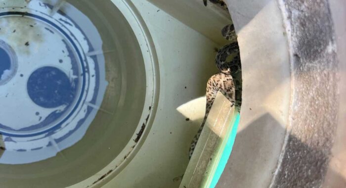 Baby Rattlesnake In The Pool