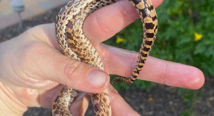 Baby Gophersnake Nearly Dies