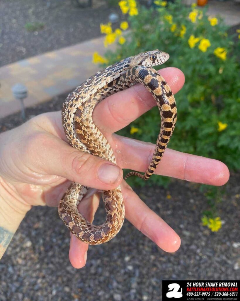 Baby Gophersnake Nearly Dies