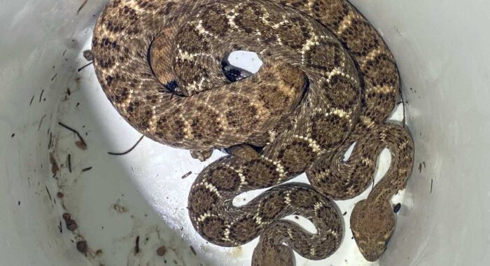 Western Diamondback Rattlesnake Diversity