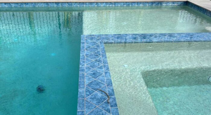 Longnosed Snake Fell Into The Pool