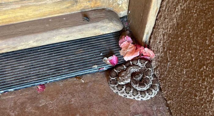 Cave Creek Rattlesnake Door Buddy