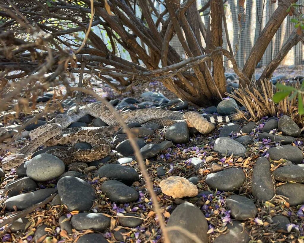 Rattlesnakes Mating Near Tortoise Burrow