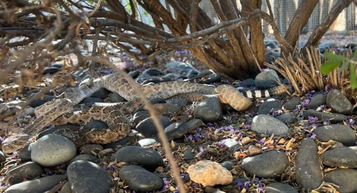 Rattlesnakes Mating Near Tortoise Burrow