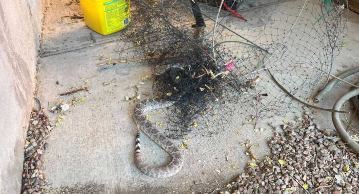 Cutting Rattlesnake Out Of Mesh