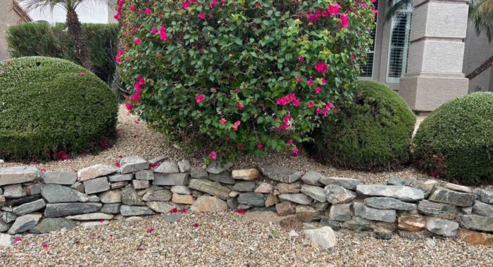 Rattlesnake In The Yard