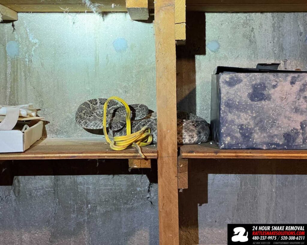 Rattlesnake Den In The Basement