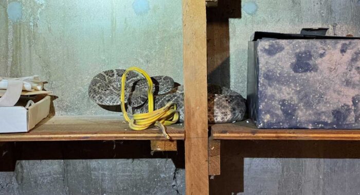 Rattlesnake Den In The Basement