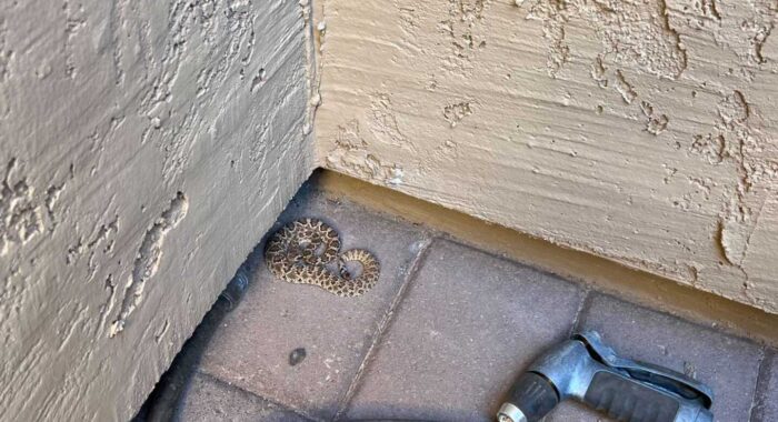 Baby Mojave On A Patio