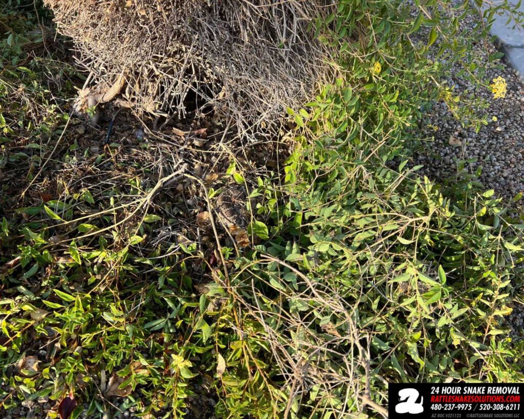 Lantana Attracts Rattlesnakes