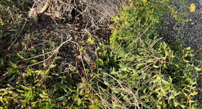 Lantana Attracts Rattlesnakes