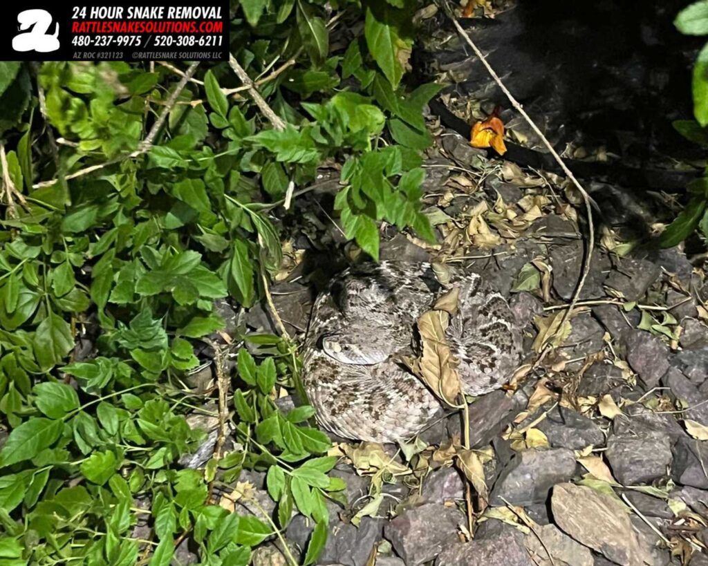 Western Diamondback Rattlesnake In A Bush In The Backyard