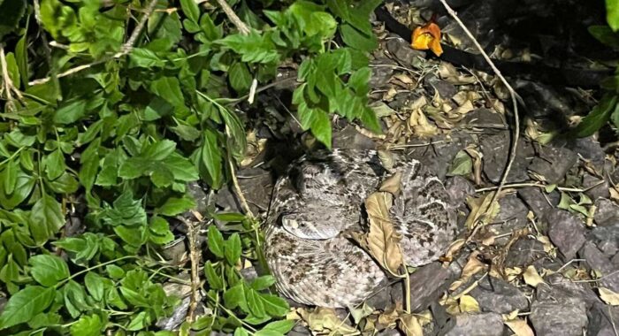 Western Diamondback Rattlesnake In A Bush In The Backyard