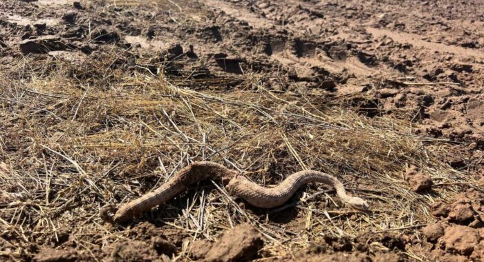 Rattlesnakes And Small Animals Die As Homes Are Built