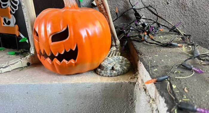 Halloween Decorations Can Be A Real Snake Halloween Decorations Can Be A Real Snake