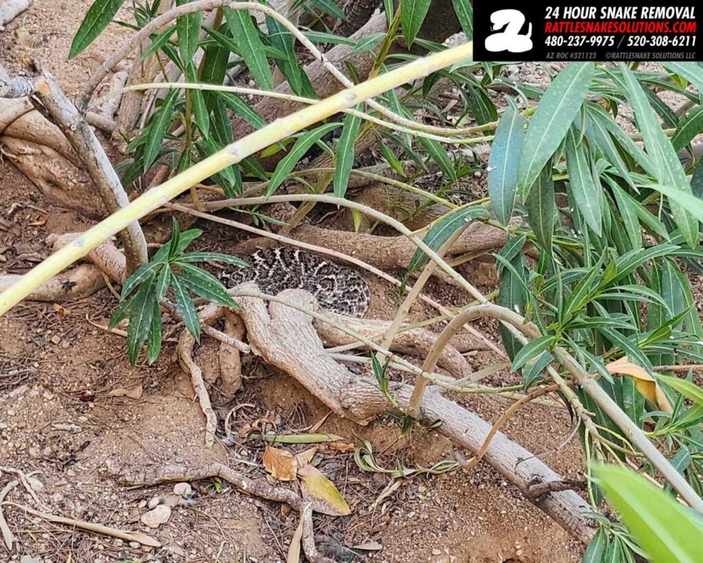 Western Diamondback Rattlesnake Resting In Yard Western Diamondback Rattlesnake Resting In Yard