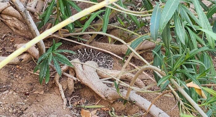 Western Diamondback Rattlesnake Resting In Yard