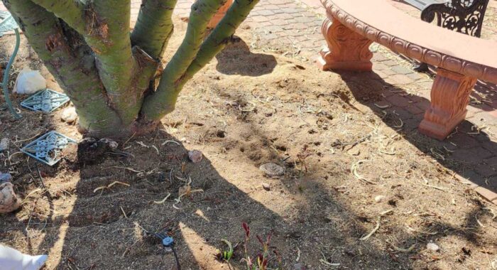 Western Diamondback Rattlesnake Waiting For Prey