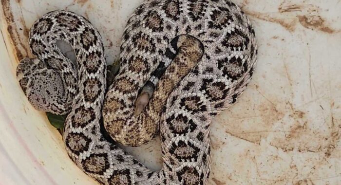 Western Diamondback Rattlesnakes – Found At Homes in Arizona