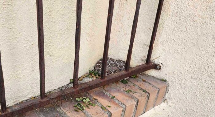 Western Diamondback Rattlesnake In An Unsual Spot