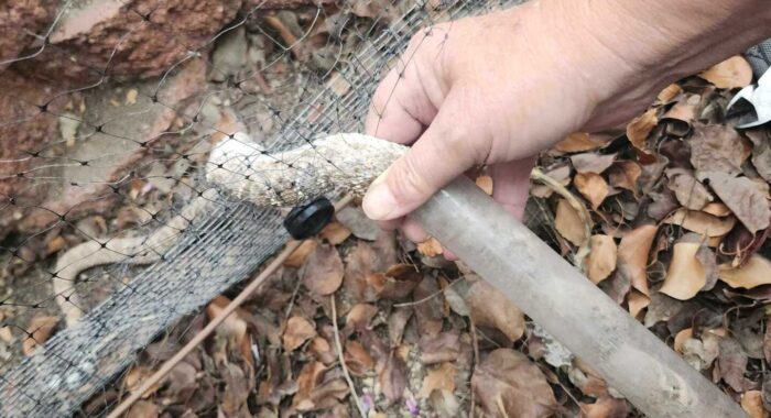 A Dangerous Situation: Rattlesnake Caught In Bird Netting
