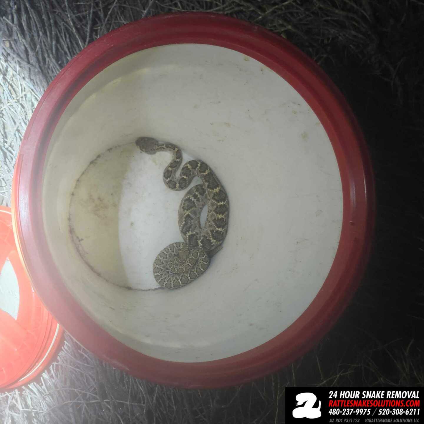 Rattle Snakes First Rattle Two Rattlesnakes, One With An Interesting Rattle – Arizona Snake ...