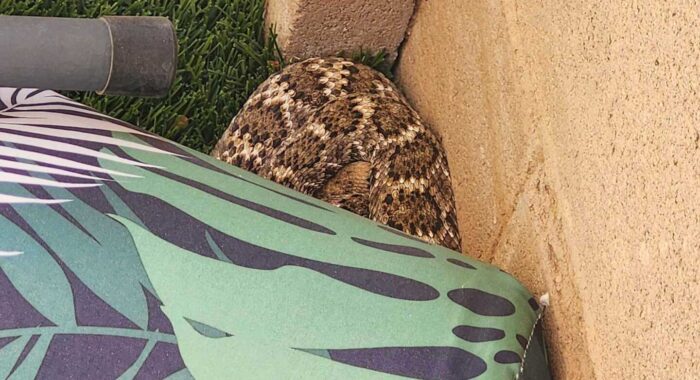 Late Season Rattlesnake Hiding Out