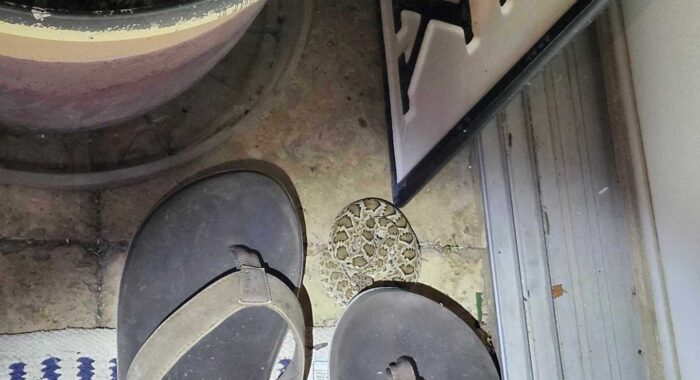 Mojave Rattlesnake Hibernating On Patio