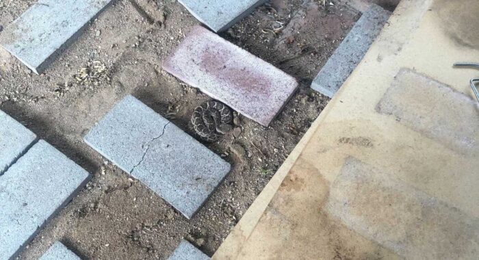 Western Diamondback Rattlesnake Under Patio