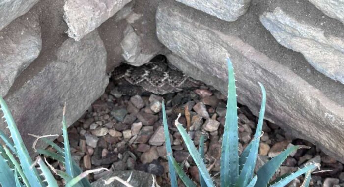 Second Rattlesnake In A Month