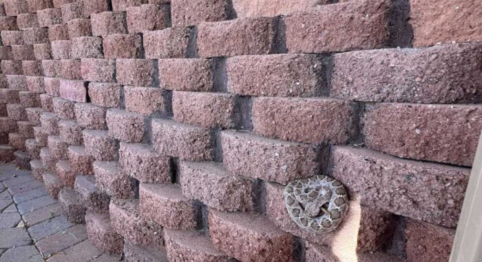 Rattlesnake Climbing A Rough Wall