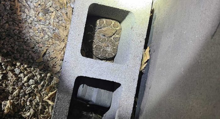 Don’t Call The Fire Department For Snake Removals