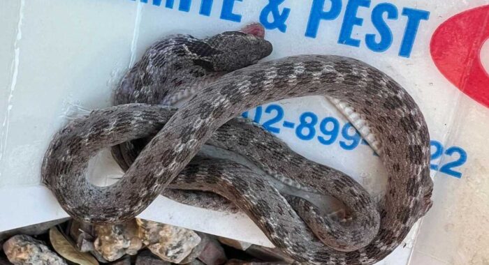 Desert Nightsnake Nearly Dies In Gluetrap