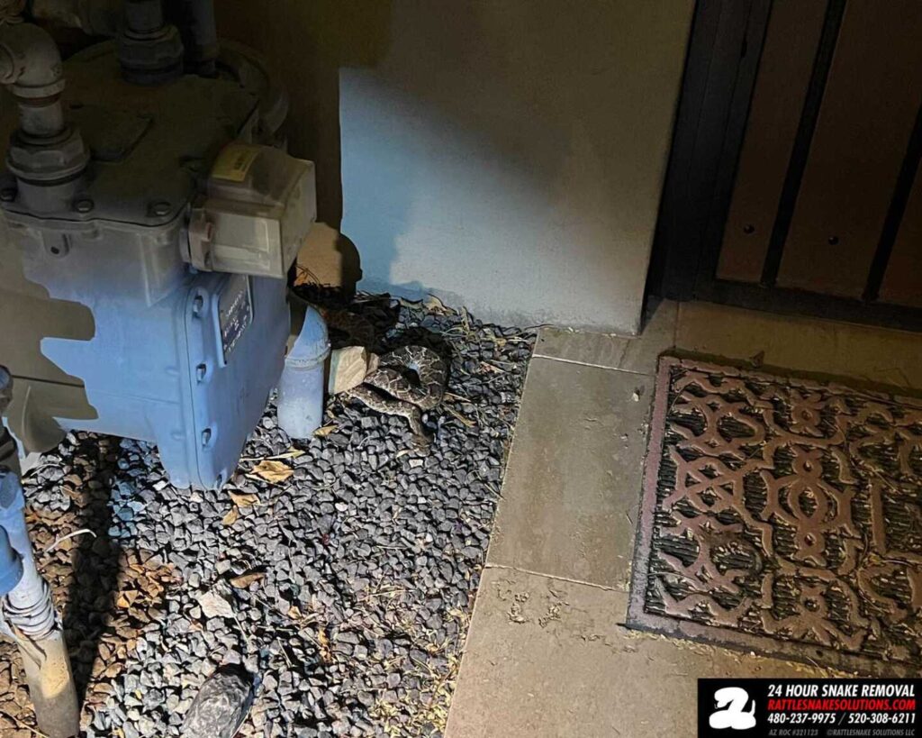 Winter Rattlesnake Encounter and Why It Happened