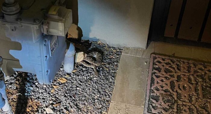 Winter Rattlesnake Encounter and Why It Happened